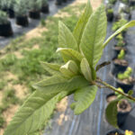 Loquat