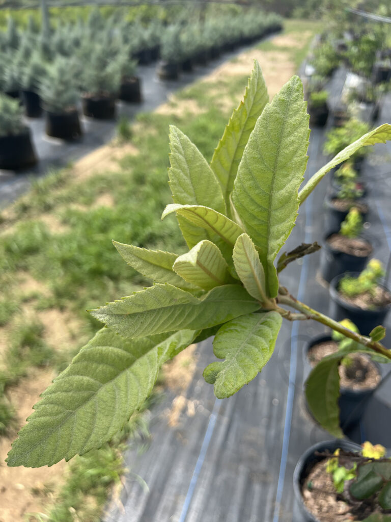 Loquat