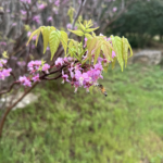 Mexican Buckeye