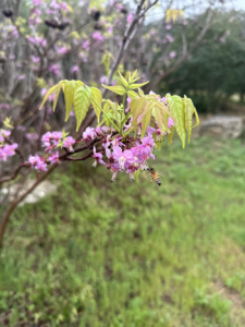 Mexican Buckeye