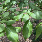 Leaf Detail