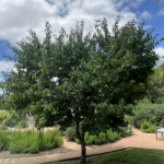 Mexican Plum