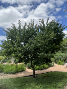 Mexican Plum