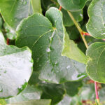 Leaf Detail