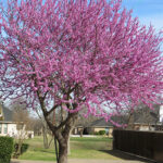Mexican Red Bud