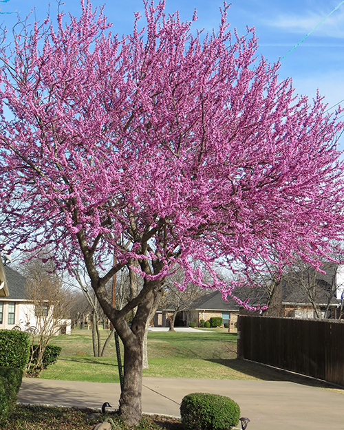 Mexican Red Bud