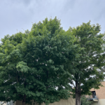 Mexican Sugar Maple