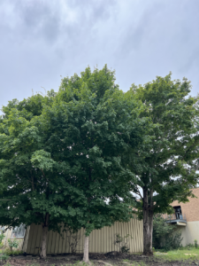 Mexican Sugar Maple