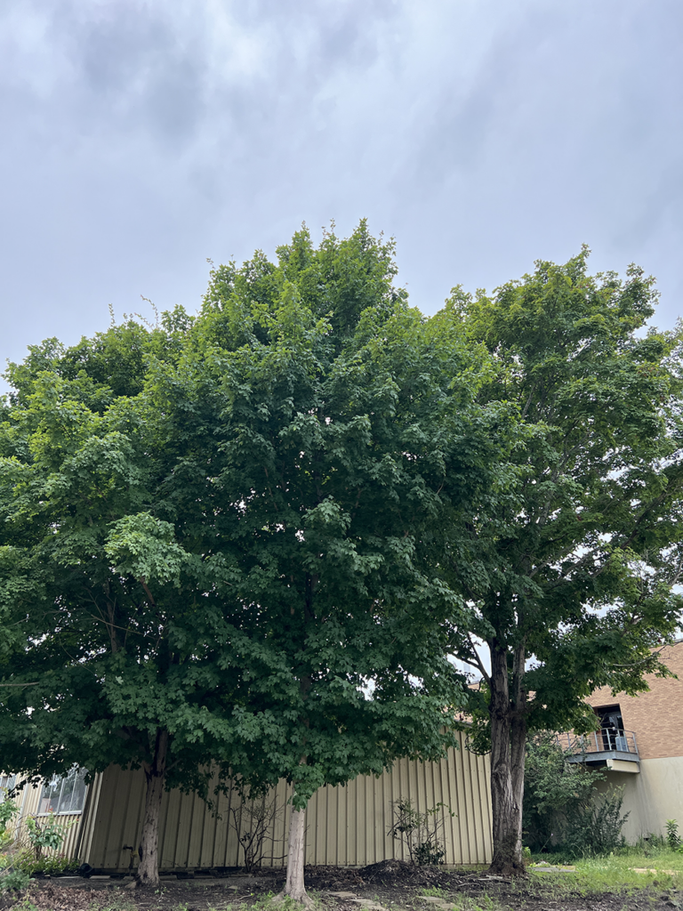 Mexican Sugar Maple
