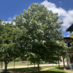 Mexican Sycamore