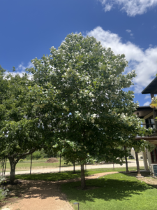 Mexican Sycamore