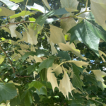 Leaf Detail