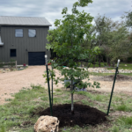 Juvenile