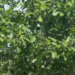 Mexican White Oak