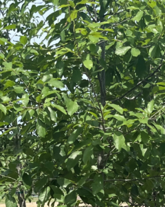 Mexican White Oak