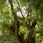Montezuma Cypress