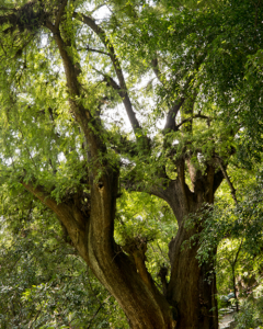 Montezuma Cypress