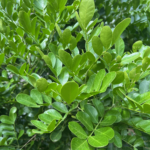 Leaf Detail
