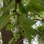 Leaf Detail