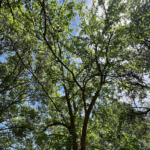 Osage Orange, Bois’d’arc