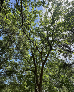 Osage Orange, Bois’d’arc