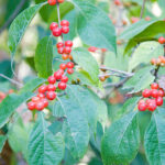 Possumhaw