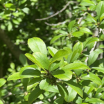 Leaf Detail
