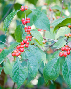 Possumhaw