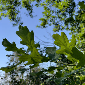 Post Oak