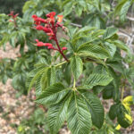 Red Buckeye