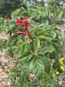 Red Buckeye