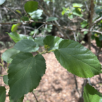 Red Mulberry