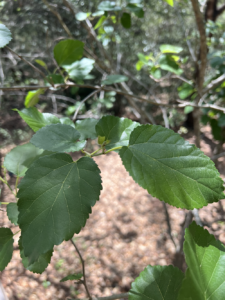 Red Mulberry