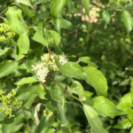 Roughleaf Dogwood