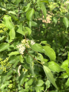 Roughleaf Dogwood