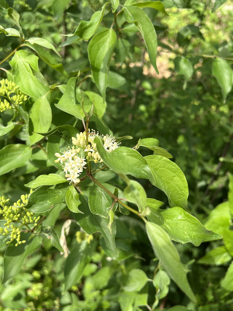Roughleaf Dogwood