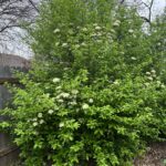 Rusty Blackhaw Viburnum