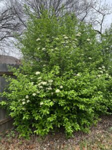 Rusty Blackhaw Viburnum