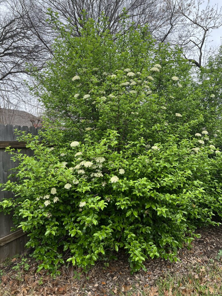 Rusty Blackhaw Viburnum