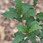 San Carlos Red Oak