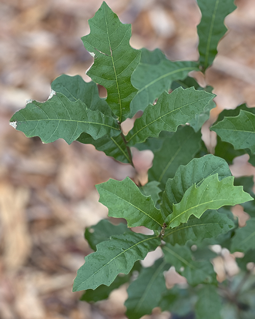 San Carlos Red Oak