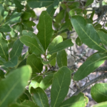 Leaf Detail