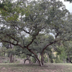 Shin Oak