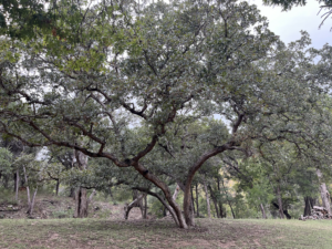 Shin Oak