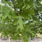 Shumard Red Oak