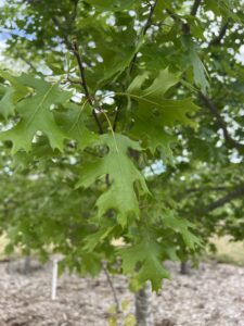 Shumard Red Oak