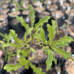 Sierra Red Oak
