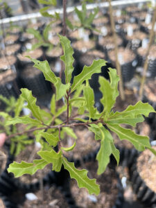 Sierra Red Oak