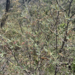 Juvenile