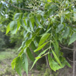 Western Soapberry